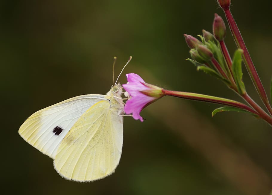 white, cabbage butterfly, pink, flower, butterfly, insect, one animal, animal themes, close-up, animal wildlife