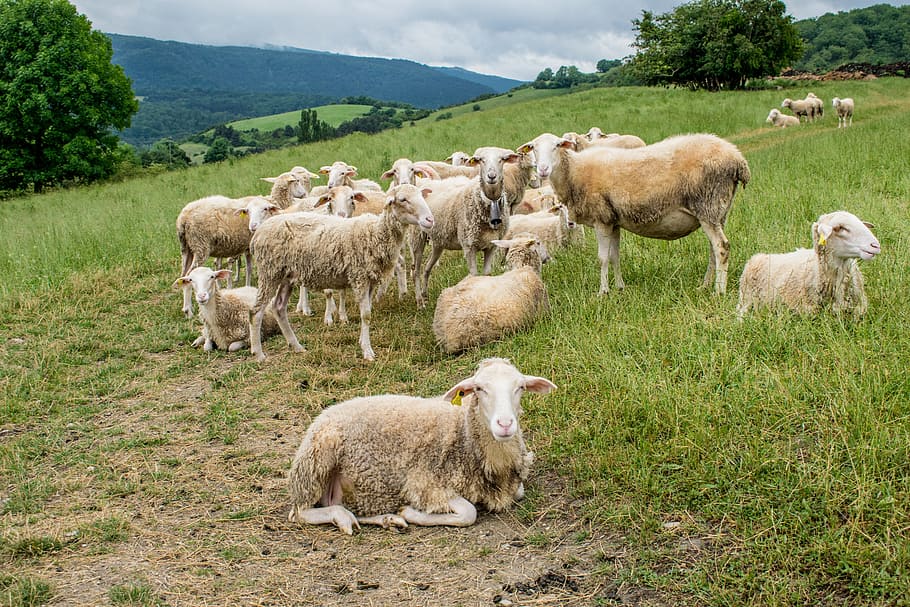 herd, sheep, green, grass, Spain, Santiago, Path, Road, Ride, santiago path
