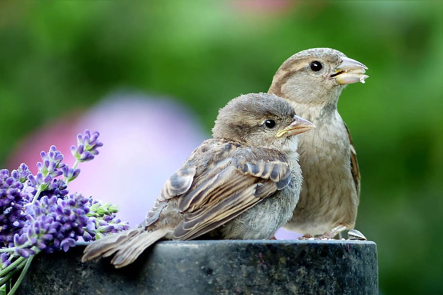 pássaro, pardal, sperling, passer domesticus, pássaro canoro, mãe pássaro e jovem, fome, forrageamento, local de alimentação, jardim