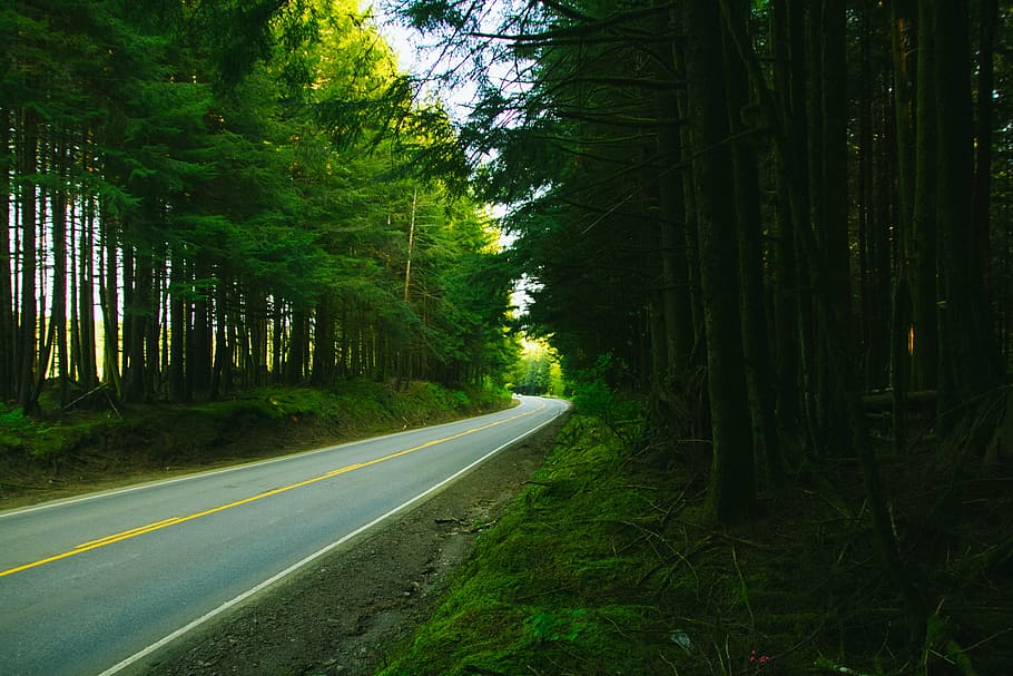 concrete, road, trees, daytime, pine, rural, pavement, forest, woods, nature