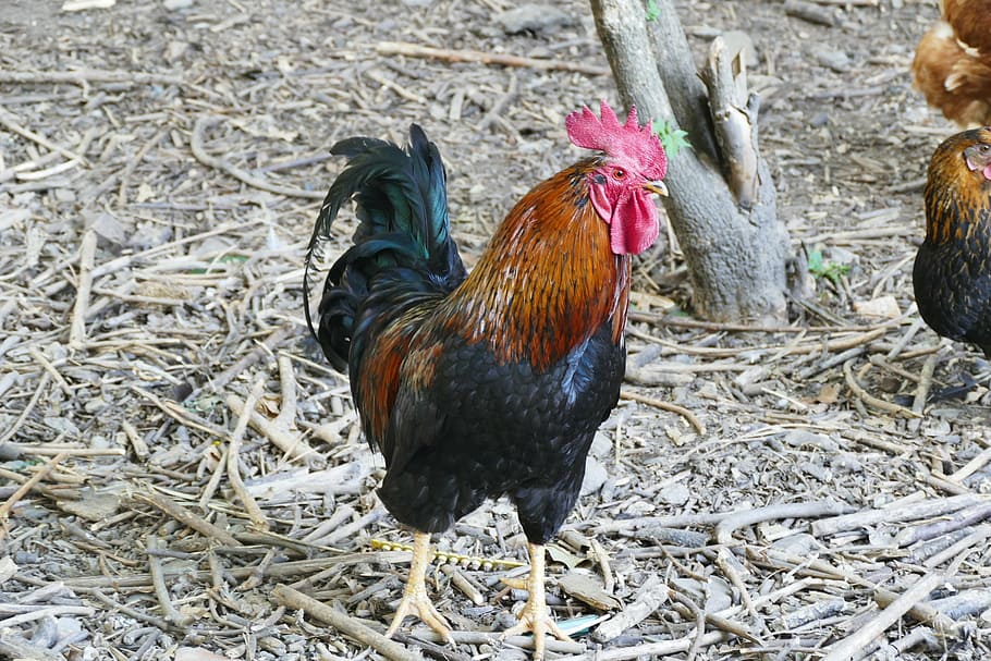 hahn, stall, poultry, chickens, outdoor, hof, farm, idyll, chicken - bird, rooster