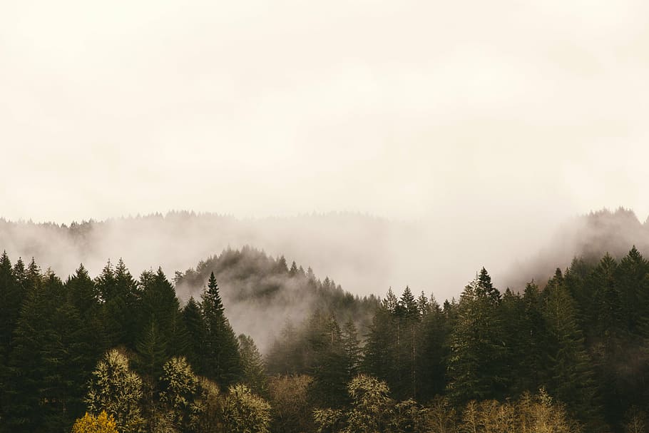 trees, mountain, daytime, hills, pines, mountains, fog, clouds, nature, adventure