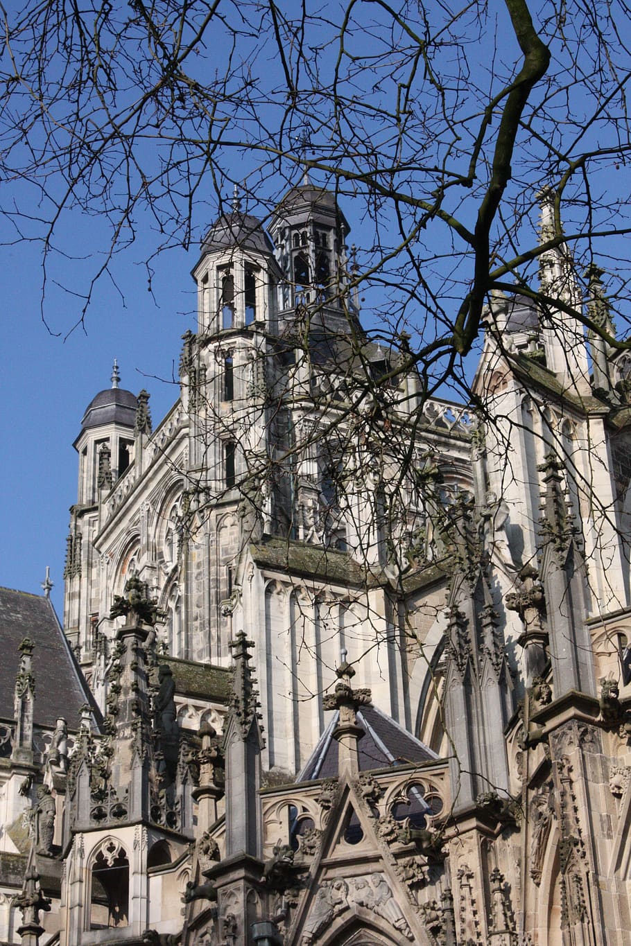 den bosch, netherlands, cathedral, church, winter, blue sky, christian, outside, building, branches