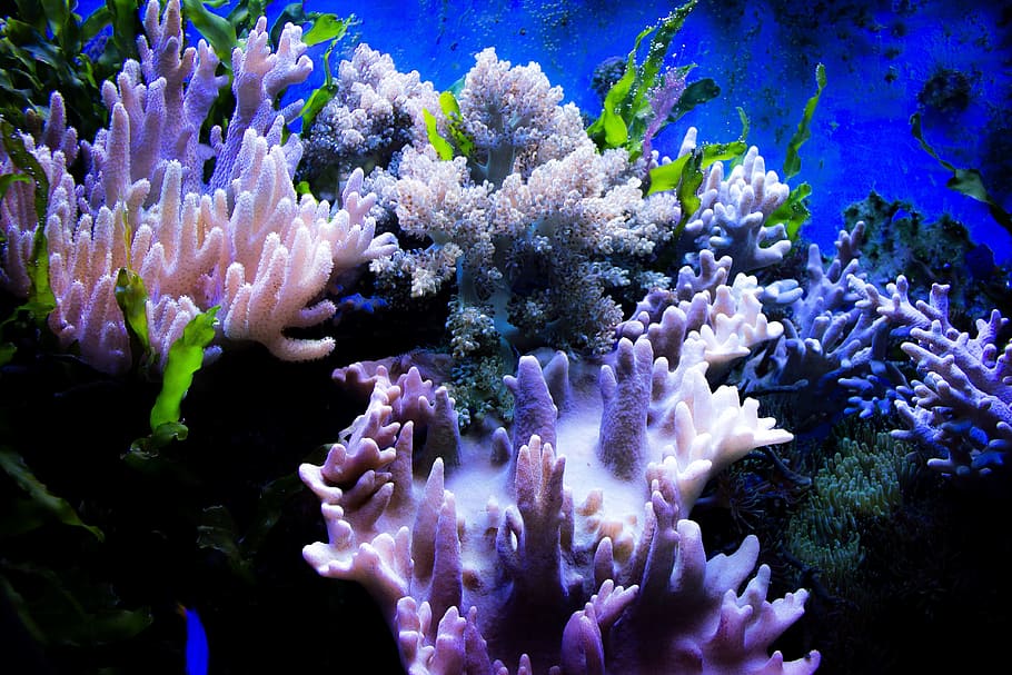 cluster, assorted-color corals, underwater, Coral, Water, Color, Stones, Aquarium, water, color, sea