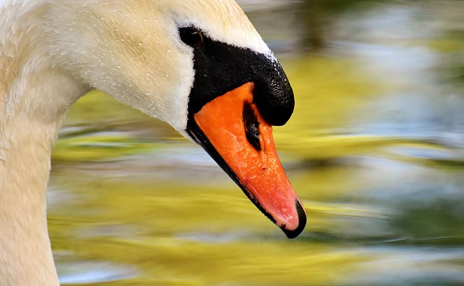 close, view, mute, swan, Mute Swan, water bird, nature, animal, schwimmvogel, pride