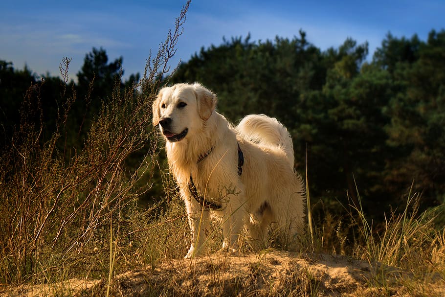 golden retriever, dog, animal, pet, animal portrait, portrait, nature, dear, good, dog look