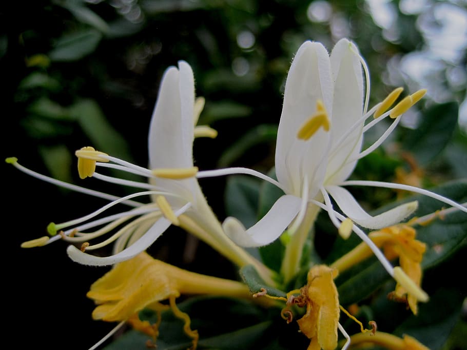 flowers, honeysuckle, white and yellow, tubelike, stamen, detail, garden, flower, flowering plant, plant