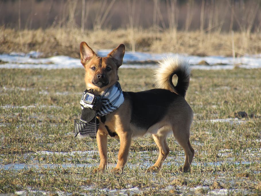 dog, gopro, nature, cameradog, standing, far, ears, winter, cold, day