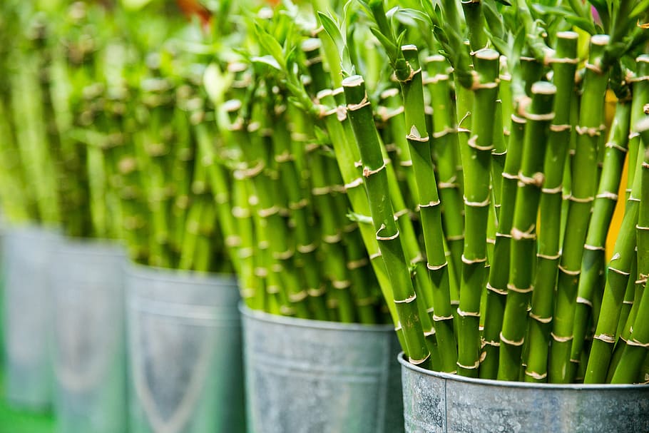 bamboos in buckets, agriculture, green, plants, flowers, farm, field, garden, nature, green color
