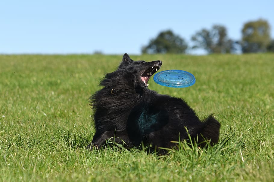 black, dog, playing, freesbie, green, grass field, Shepherd dog, fetch, grass, field