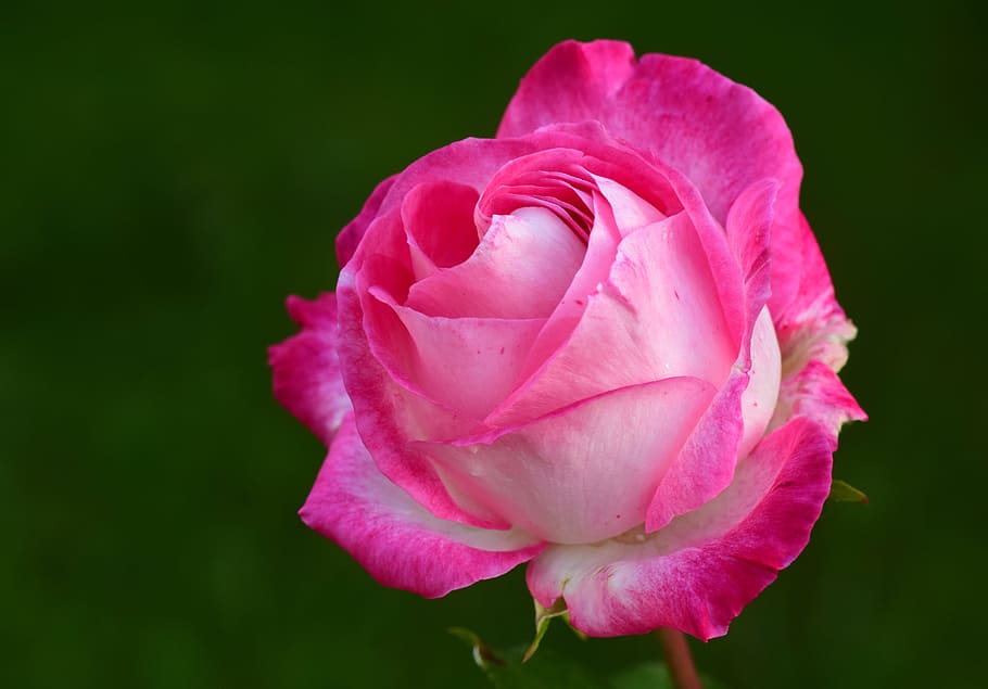 rosa, blanco, rosa rosa, flor rosa, flor, rosas rosadas, flores rosas, rosa abierta, jardín de flores, naturaleza