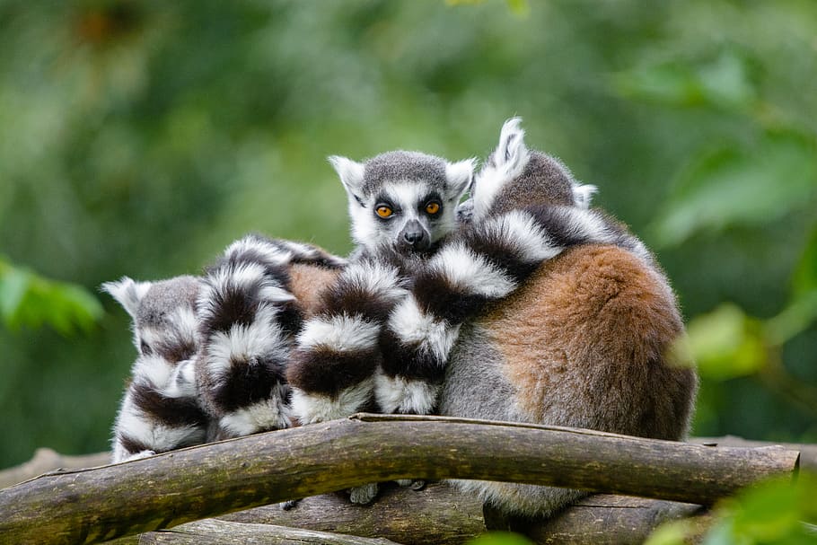 Lemur, selective, focus, photography, several, ferrets, animal themes, animal wildlife, animal, animals in the wild