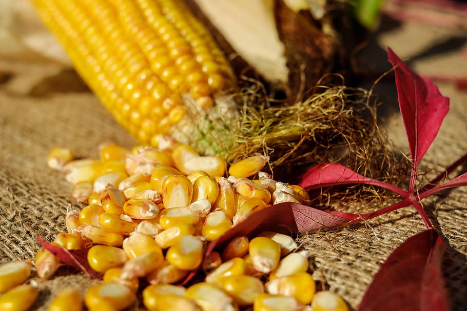 yellow corns, corn, corn kernels, yellow, corn on the cob, vegetables, decoration, food and drink, food, close-up