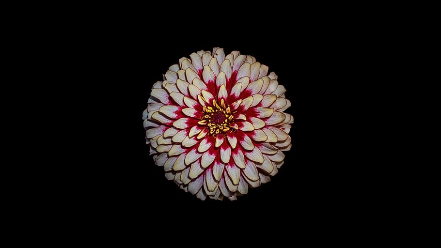 close-up photo, white, pink, dahlia flower, blossom, bloom, wallpaper, background, background image, flower
