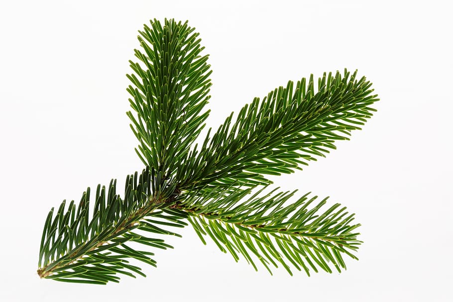 green, pine tree, leaves, nordmann fir, fir, christmas, branch, christmas tree, decoration, fir green