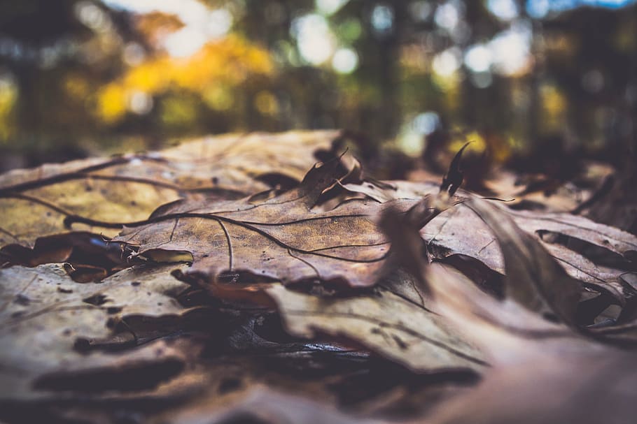 shallow, focus photography, dried, leaf, fall, autumn, outdoor, blur, bokeh, plant part