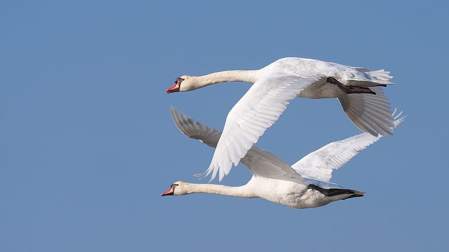 two, flying, geese, identical, gray, sky, day, nature, birds, swans