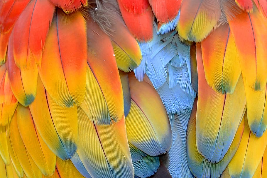 red, yellow, feathers, feather, parrot, parrot feathers, ara, colorful, color, plumage