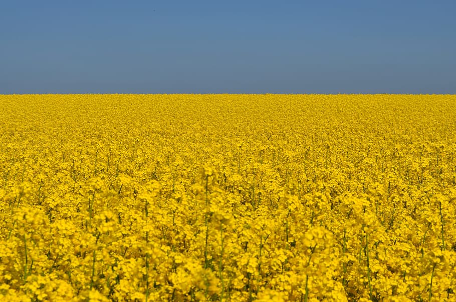 Oilseed Rape, Field, sky, field of rapeseeds, yellow, landscape, summer, nature, plant, blue
