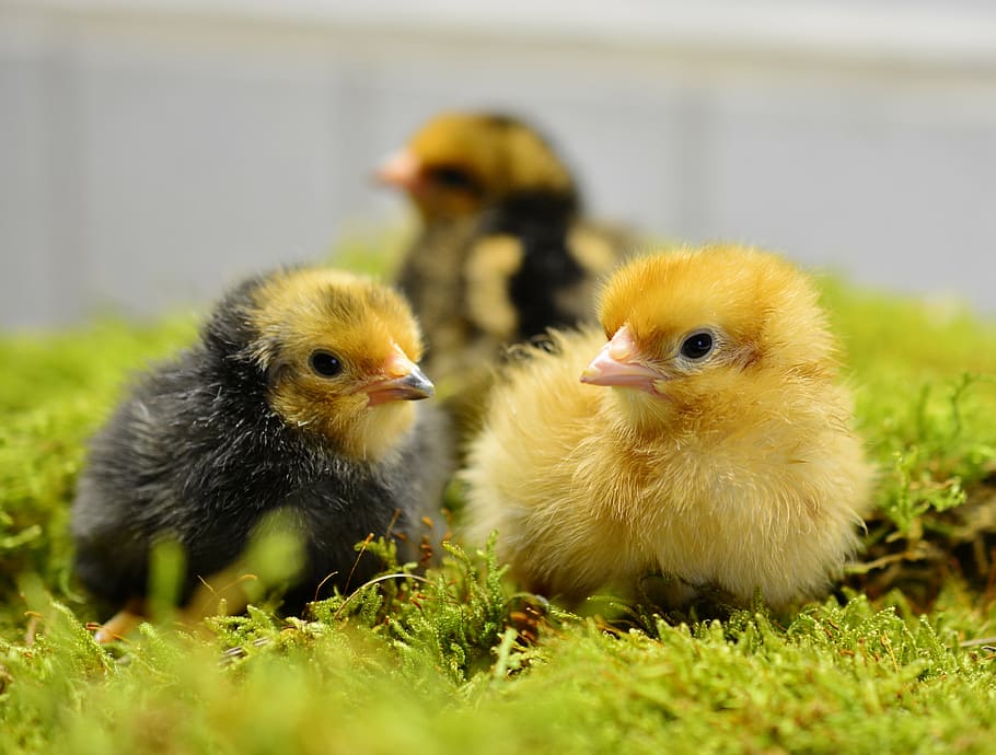 selective, focus photography, yellow, black-and-yellow, chicks, hatched, fluff, fluffy, eggshell, poultry