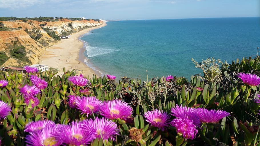 Portugal, Algarve, Purple, Flowers, beach, ocean, atlantic, cliff, portuguese, nature