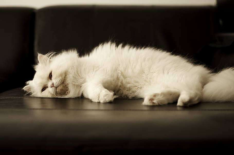 white, persian cat, lying, adult, cat, pet, pets, kitty, feline, clean