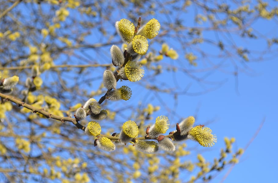verba, spring, pollen, bloom, nature, willow, branch, flowers, furry, plant