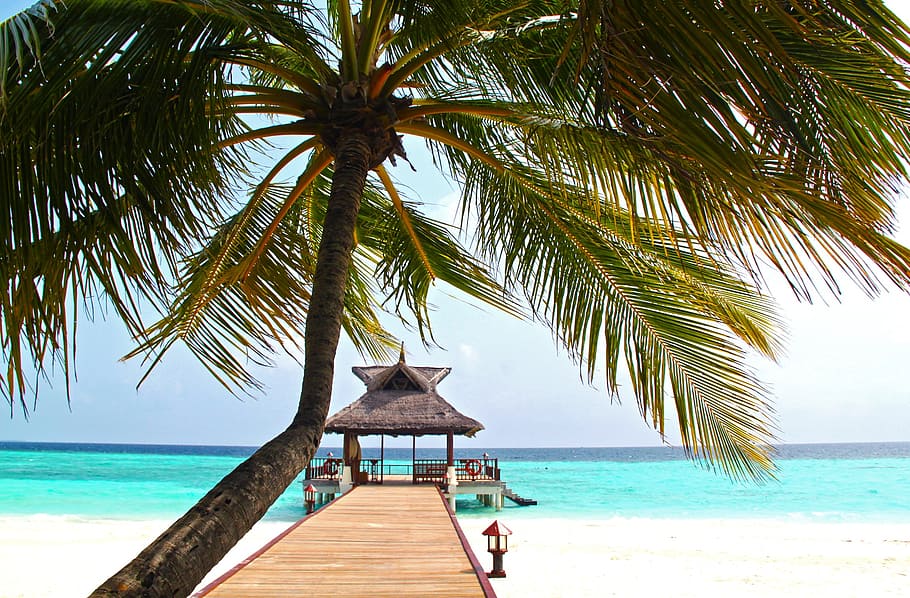 palm tree, footbridge, beach, coconut tree, white sand, sea, summer, shore, ocean, tropical