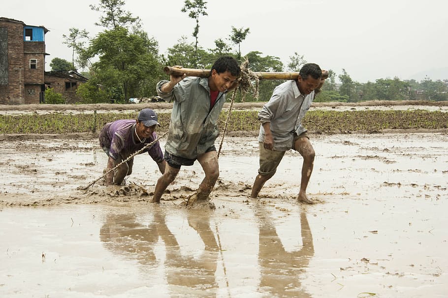 three, men, standing, mud, daytime, human efforts, men at work, seeding, water, splashing