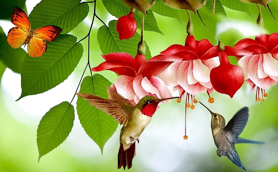 two, assorted-color hummingbirds, flying, red, white, flowers, princess earring, butterfly, garden, spring