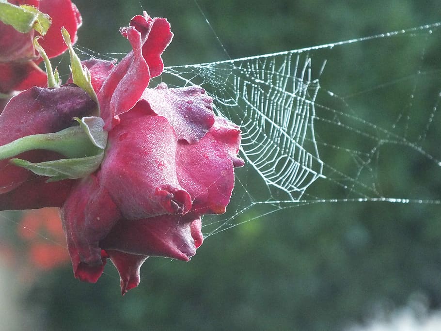 Cobweb, Autumn, rose, atlweibersommer, spider web, close-up, fragility, nature, outdoors, vulnerability