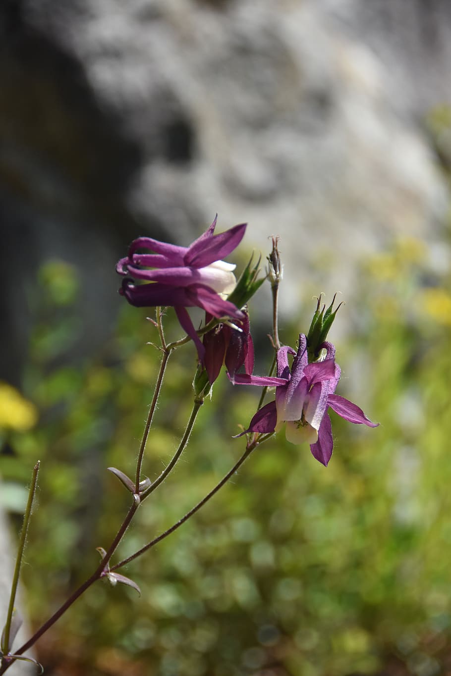 flores silvestres, florecilla, naturaleza, flores, violeta, ternura, flor,  planta floreciendo, planta, vulnerabilidad | Pxfuel