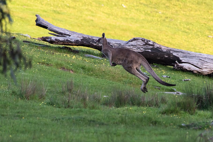 kanguru, abu-abu timur, marsupial, margasatwa, hewan, Australia, alam, liar, fauna, asli
