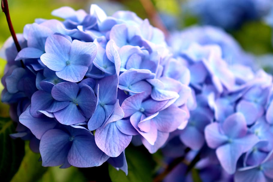 hydrangea, flowers, gardening, purple, blue, foliage, closeup, flowering plant, flower, plant