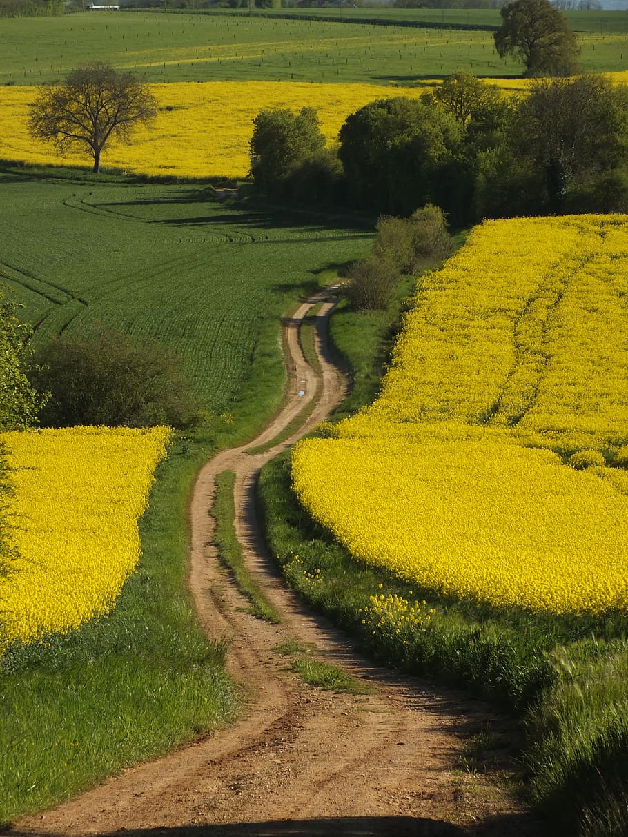 rape, fields, yellow, green, track, plant, beauty in nature, landscape, environment, tranquil scene