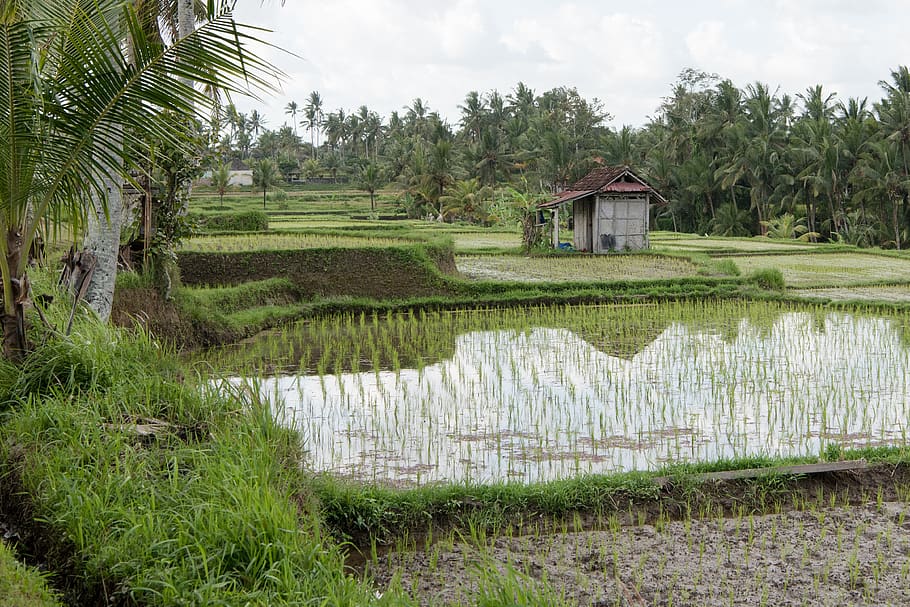 arrozales, arrozal, campo de arroz, arroz, cosecha, paisaje, agricultura, naturaleza, cultivo, granja