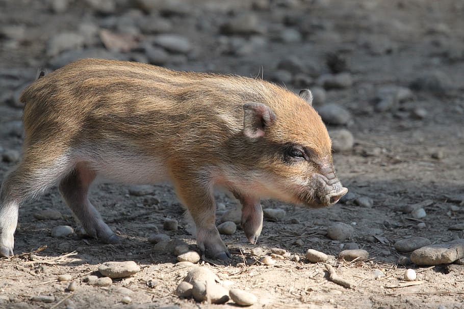sow, pig, wild boars, mammal, boar, cute, animal, piglet, animal husbandry, cattle