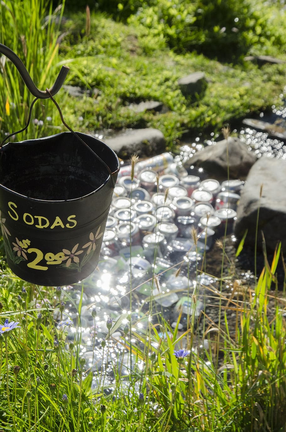 soda cans, bucket, creek, drink, water, beverage, plant, growth, nature, green color