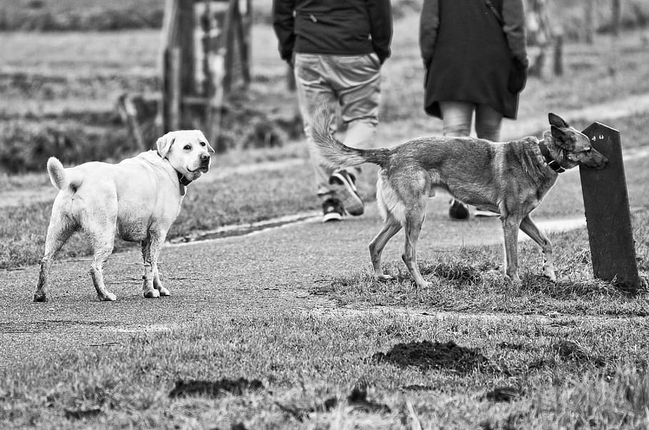 greyscale photography, two, dogs, dog, mammal, animal, canine, pet, labrador, pedigree