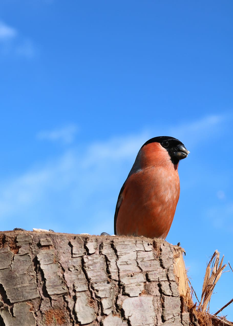 Bullfinch, Male, Bird, Nature, perched, red, finch, wildlife, sitting, look