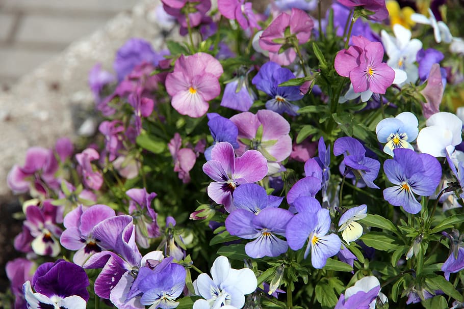 pensamientos, violetas, viola tricolor, flores, flores de color púrpura,  plantas, plantas de jardín, macizo de flores, verano, flora | Pxfuel
