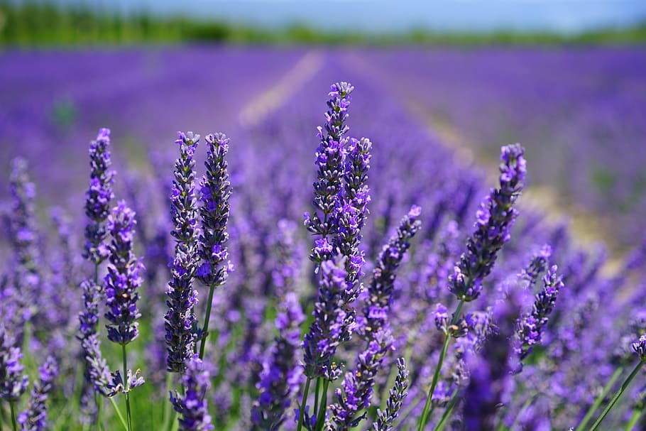 紫, ラベンダー, 花畑, 選択的, フォーカス写真, ラベンダーの花, ライラックブルー, ラベンダー畑, 花, 植物
