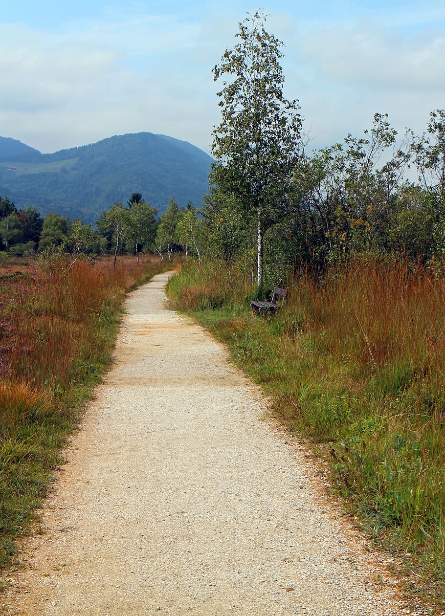 trail hiking trail, heide, birch, heather, heathland, nature, plant, the way forward, direction, sky