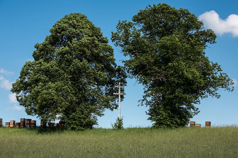 albstadt, gallows hill, cross, bee hives, bees, plant, tree, growth, field, sky