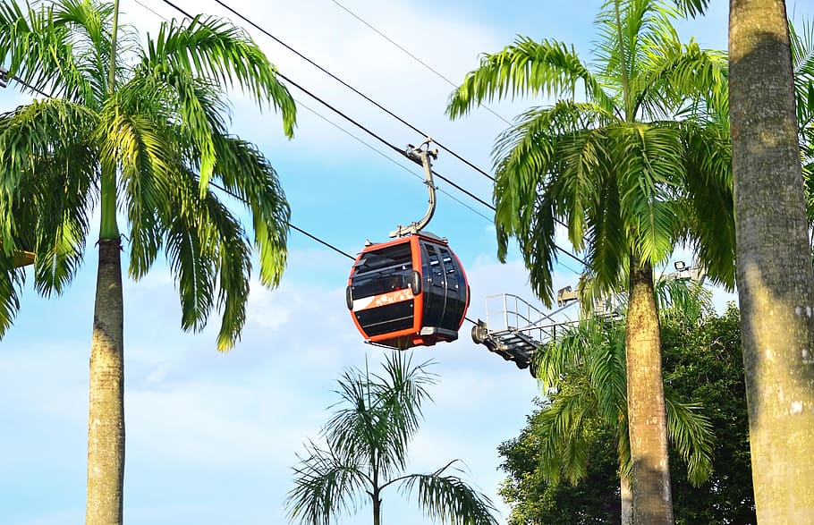 orange, black, cable car, palm trees, daytime, singapore, sentosa, transportation, asia, transport