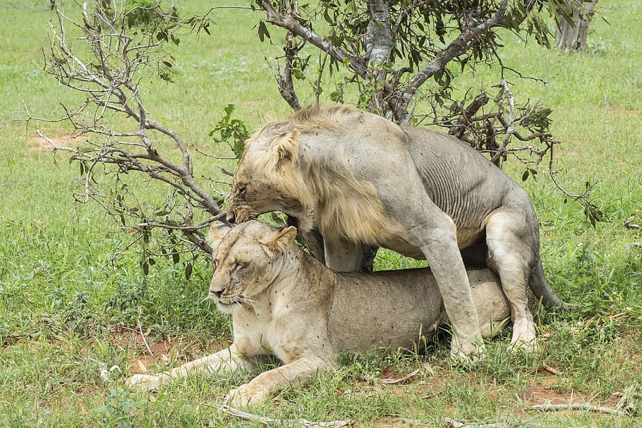 león, compañero, apareamiento, leona, enojado, salvaje, animal, naturaleza, mamífero, vida silvestre