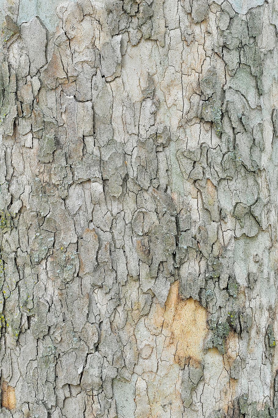Bark, Tree, Wood, Texture, Plant, Old, green, nature, trunk, backgrounds