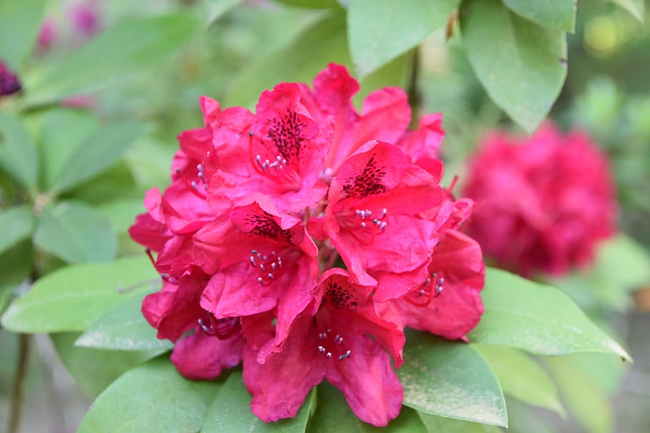 flower, nature, garden, macro, red, plants, rhododendron, beauty in nature, flowering plant, plant