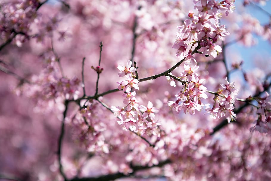cherry, flower, tree, branch, season, spring, sakura, nature, pink color, flowering plant