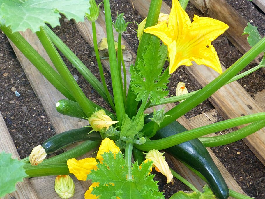 zucchini, sayuran, bunga zucchini, bio, kesegaran, bunga, menanam, tanaman berbunga, tampilan sudut tinggi, warna hijau